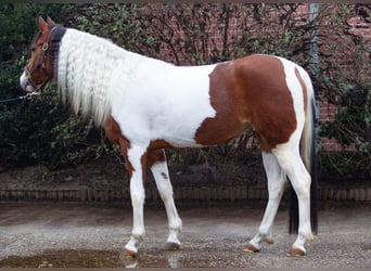 Paint Horse Mix, Stute, 6 Jahre, 154 cm, Schecke