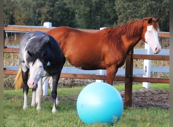 Paint Horse Mix, Stute, 6 Jahre, 155 cm, Overo-alle-Farben