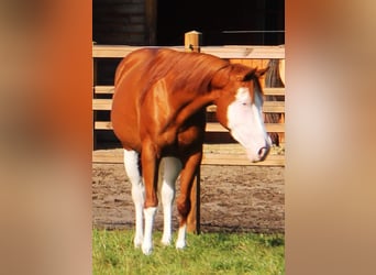 Paint Horse Mix, Stute, 6 Jahre, 155 cm, Overo-alle-Farben