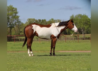 Paint Horse, Stute, 6 Jahre, 157 cm