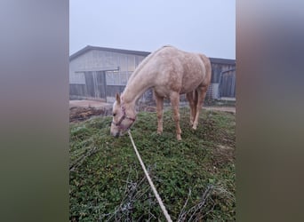 Paint Horse, Stute, 6 Jahre, 158 cm, Palomino