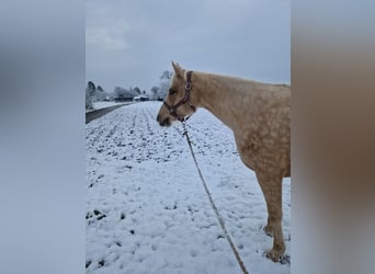 Paint Horse, Stute, 6 Jahre, 158 cm, Palomino