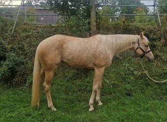 Paint Horse, Stute, 6 Jahre, 158 cm, Palomino
