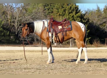 Paint Horse, Stute, 6 Jahre, Falbe