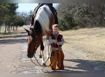 Paint Horse, Stute, 6 Jahre, Falbe