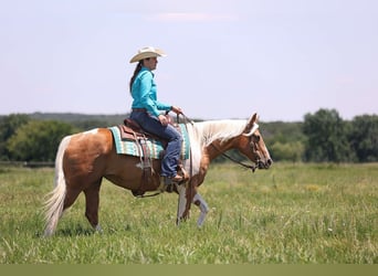 Paint Horse, Stute, 6 Jahre, Palomino