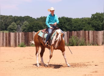 Paint Horse, Stute, 6 Jahre, Palomino