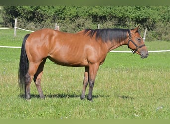 Paint Horse, Stute, 6 Jahre, Rotbrauner