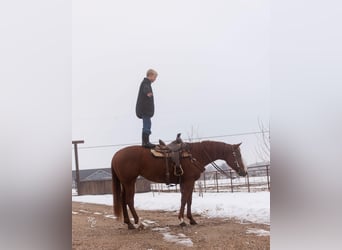 Paint Horse, Stute, 7 Jahre, 142 cm, Roan-Red