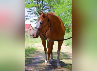 Paint Horse, Stute, 7 Jahre, 143 cm, Fuchs