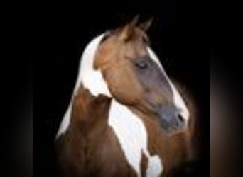 Paint Horse, Stute, 7 Jahre, 147 cm, Falbe
