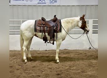 Paint Horse, Stute, 7 Jahre, 147 cm, Tobiano-alle-Farben