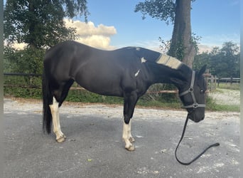 Paint Horse, Stute, 7 Jahre, 148 cm, Tobiano-alle-Farben