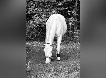 Paint Horse, Stute, 7 Jahre, 149 cm, White