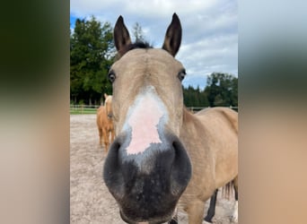 Paint Horse, Stute, 7 Jahre, 150 cm, Buckskin