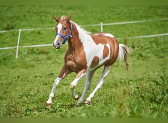 Paint Horse, Stute, 7 Jahre, 153 cm, Tobiano-alle-Farben