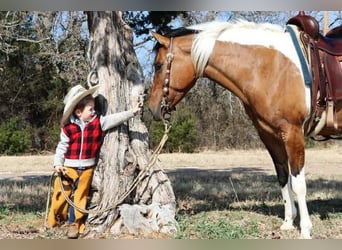 Paint Horse, Stute, 7 Jahre, Falbe
