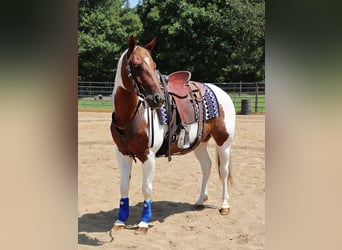 Paint Horse, Stute, 7 Jahre, Schecke