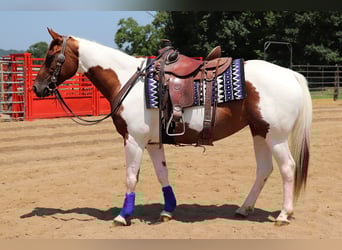 Paint Horse, Stute, 7 Jahre, Schecke