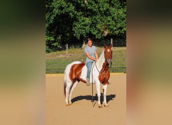 Paint Horse, Stute, 7 Jahre, Schecke