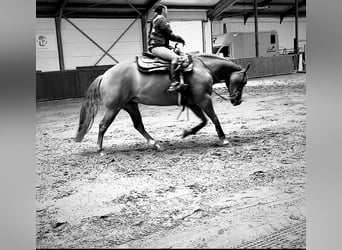 Paint Horse, Stute, 8 Jahre, 145 cm, Red Dun