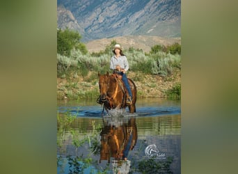 Paint Horse, Stute, 8 Jahre, 145 cm, Rotfuchs