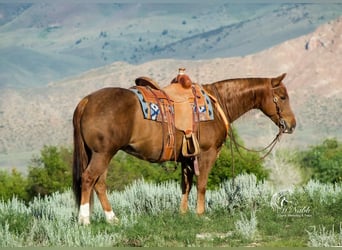 Paint Horse, Stute, 8 Jahre, 145 cm, Rotfuchs