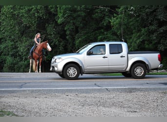 Paint Horse, Stute, 8 Jahre, 152 cm, Dunkelfuchs