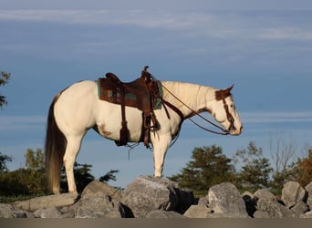 Paint Horse, Stute, 8 Jahre, 152 cm, Overo-alle-Farben