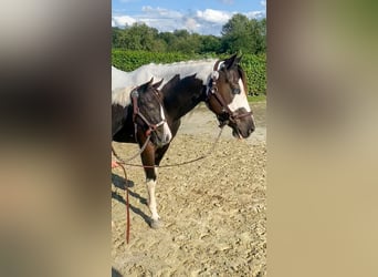 Paint Horse, Stute, 8 Jahre, 152 cm, Rappe