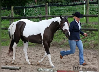 Paint Horse, Stute, 8 Jahre, 152 cm, Rappe