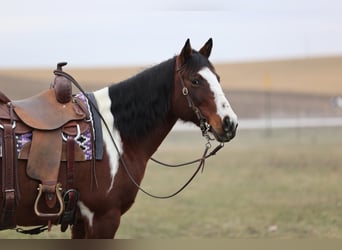 Paint Horse, Stute, 8 Jahre, 152 cm, Schecke