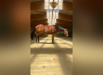 Paint Horse, Stute, 8 Jahre, 154 cm, Brauner