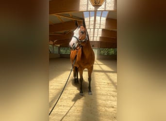 Paint Horse, Stute, 8 Jahre, 154 cm, Brauner