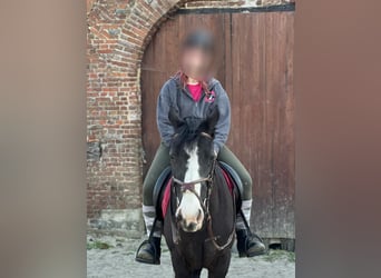 Paint Horse Mix, Stute, 8 Jahre, 160 cm, Rappe