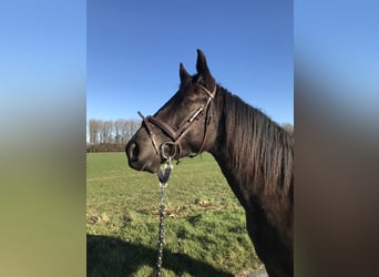 Paint Horse, Stute, 8 Jahre, 163 cm, Schwarzbrauner