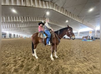 Paint Horse, Stute, 9 Jahre, 142 cm, Tobiano-alle-Farben