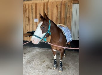 Paint Horse, Stute, 9 Jahre, 145 cm, Schecke