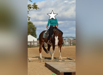 Paint Horse, Stute, 9 Jahre, 145 cm, Schecke