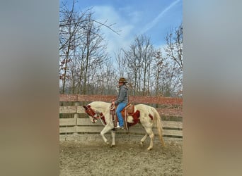 Paint Horse, Stute, 9 Jahre, 146 cm, Tobiano-alle-Farben