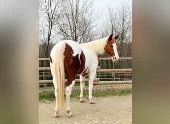 Paint Horse, Stute, 9 Jahre, 146 cm, Tobiano-alle-Farben