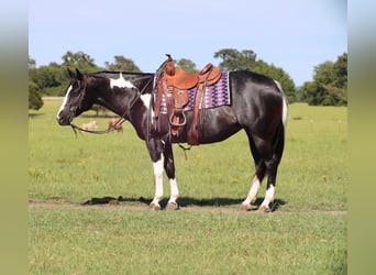 Paint Horse, Stute, 9 Jahre, 150 cm