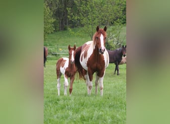 Paint Horse, Stute, 9 Jahre, 152 cm, Dunkelfuchs