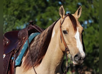 Paint Horse, Stute, 9 Jahre, 152 cm, Grullo