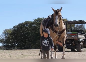 Paint Horse, Stute, 9 Jahre, 152 cm, Grullo