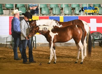 Paint Horse, Stute, 9 Jahre, 152 cm, Tobiano-alle-Farben