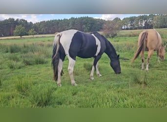 Paint Horse, Stute, 9 Jahre, 154 cm, Rappe