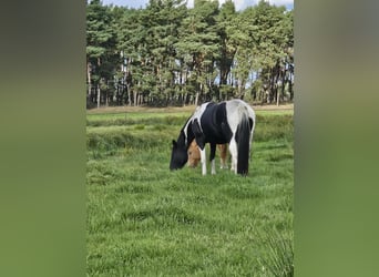 Paint Horse, Stute, 9 Jahre, 154 cm, Rappe