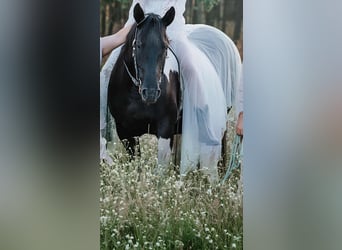 Paint Horse, Stute, 9 Jahre, 154 cm, Rappe