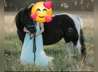 Paint Horse, Stute, 9 Jahre, 154 cm, Rappe